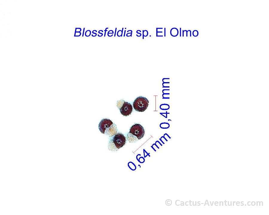 Blossfeldia sp. El Olmo JM